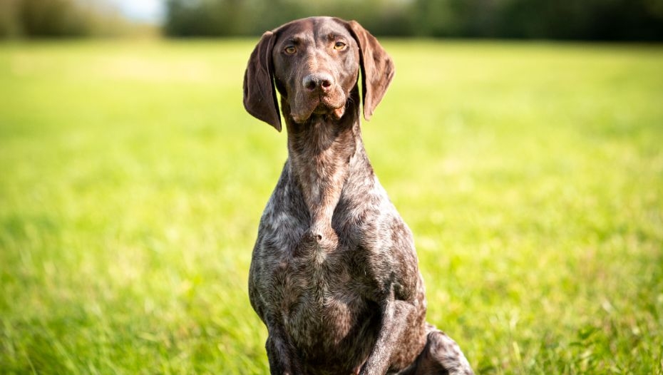 German short shop wirehaired pointer